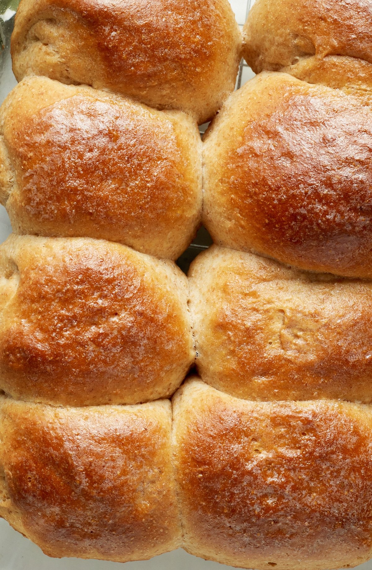 Close up of baked honey whole wheat dinner rolls.