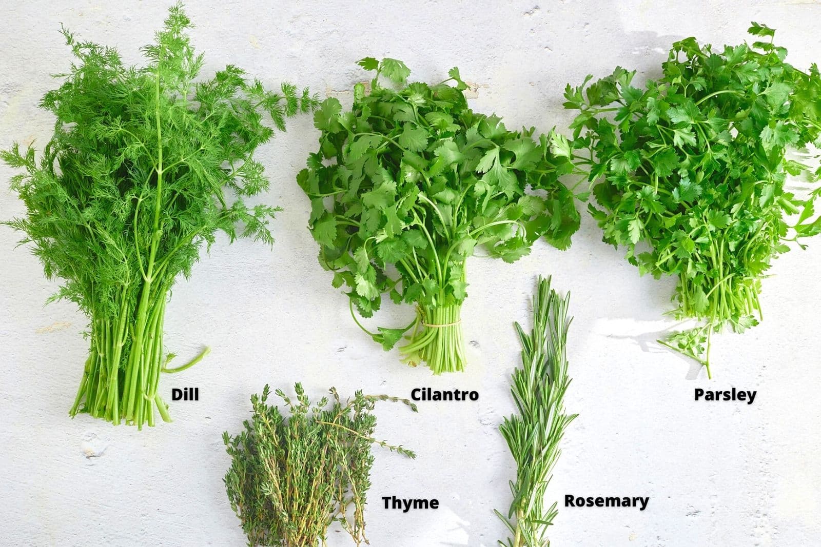 fresh herbs on a white background