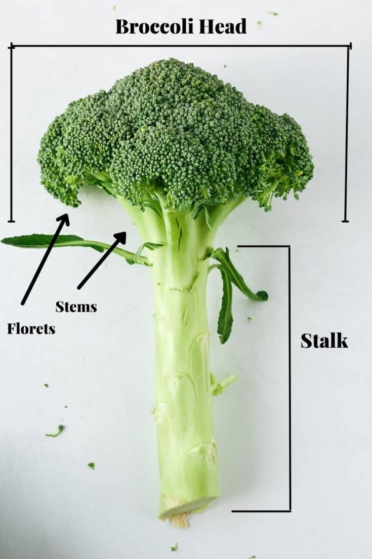 How to Cut Broccoli My Forking Life