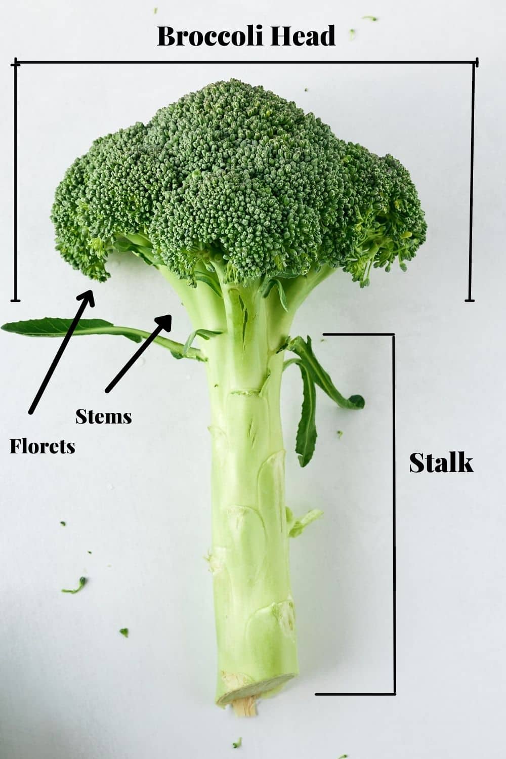 head of broccoli with labels of parts of broccoli