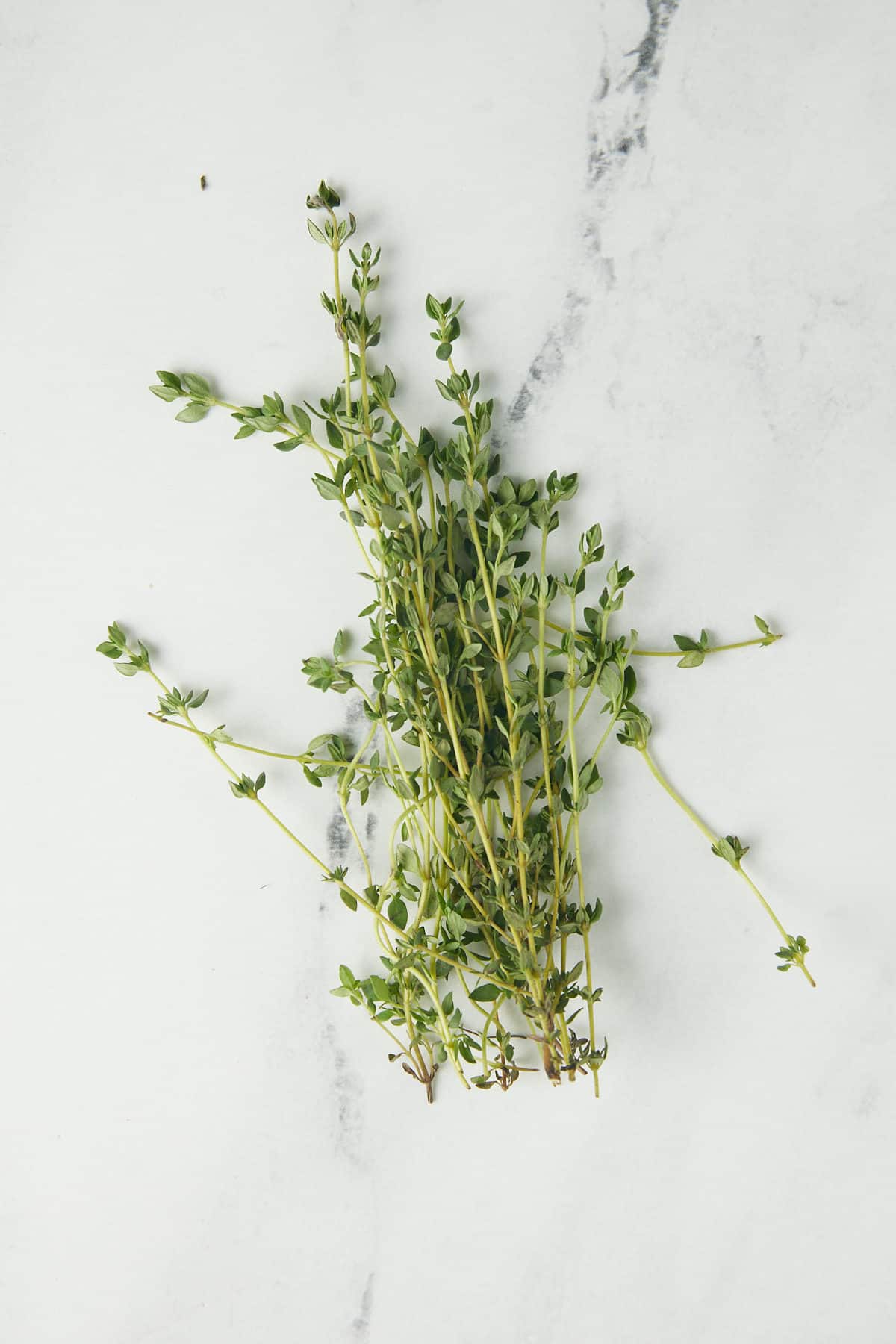 thyme on white background