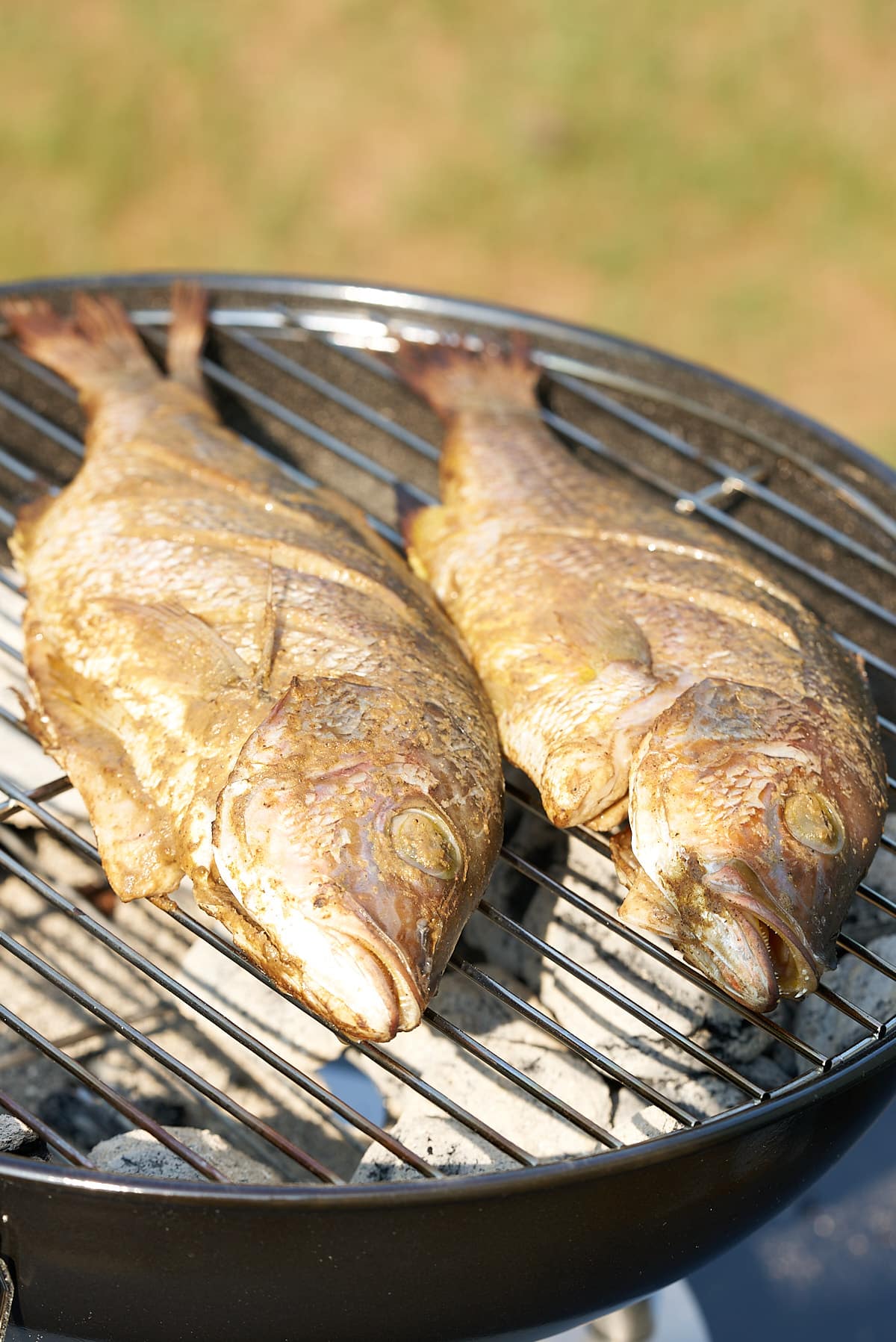 Two whole snapper fish cooking on a charcoal grill.